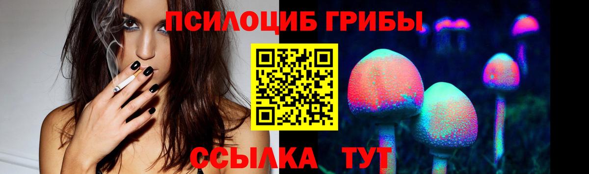 Псилоцибиновые грибы Psilocybe Бердск